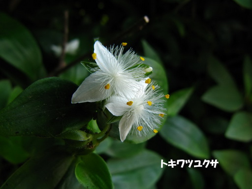 gLcNTi֘Ij