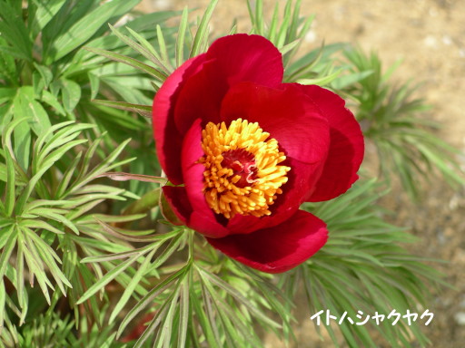 CgnVNNit䉖)