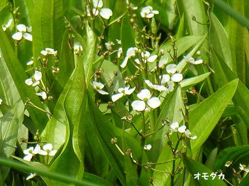 I_Jiʍj