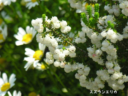 XYGJi闖肩jccW