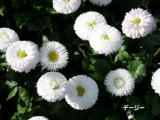 qiMNiejʖFfCW[CGCMNiej