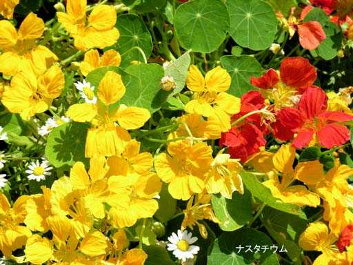 LJi@ԁjʖFmE[ni躗t@jCiX^[`E