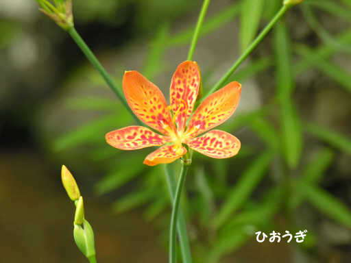 qIEMiwjA