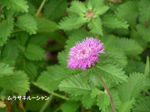 TL[V@ʖFSAU~iьHjCLNAU~ieHj