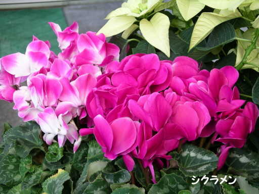 VN@TN\Eȁ@aFJKroii⾉ΉԁjʖFu^m}WEi؂\j