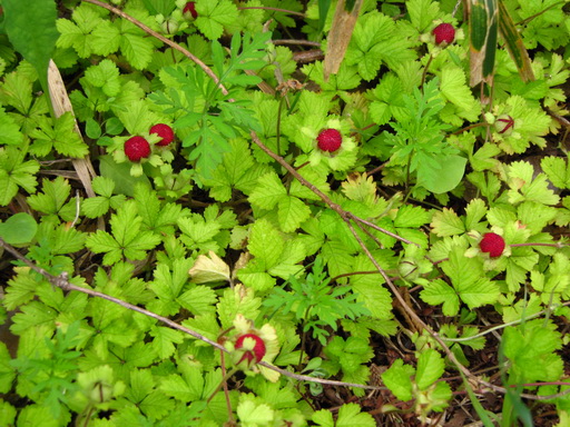 wrC`Si䕁jo