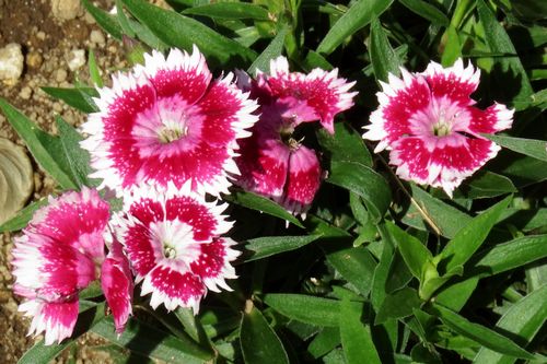 ナデシコ科 / 秋・春まき1年草、宿根草 / 別名:ダイアンサス / 花言葉: 純愛・大胆