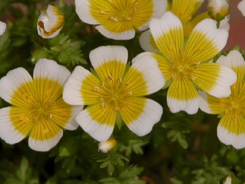 リムナンテス科 / 秋まき1年草 / 別名:ポーチドエッグ / 花言葉: 愉快な気分