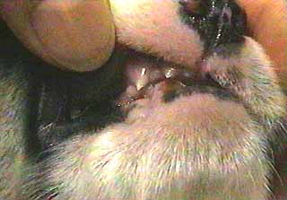 仔犬の歯 (15k)